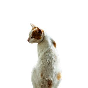 Back View Of A Curious Cat Sitting Outside In Madhukhali, Bangladesh. 14301 - Cat PNG image with transparent background